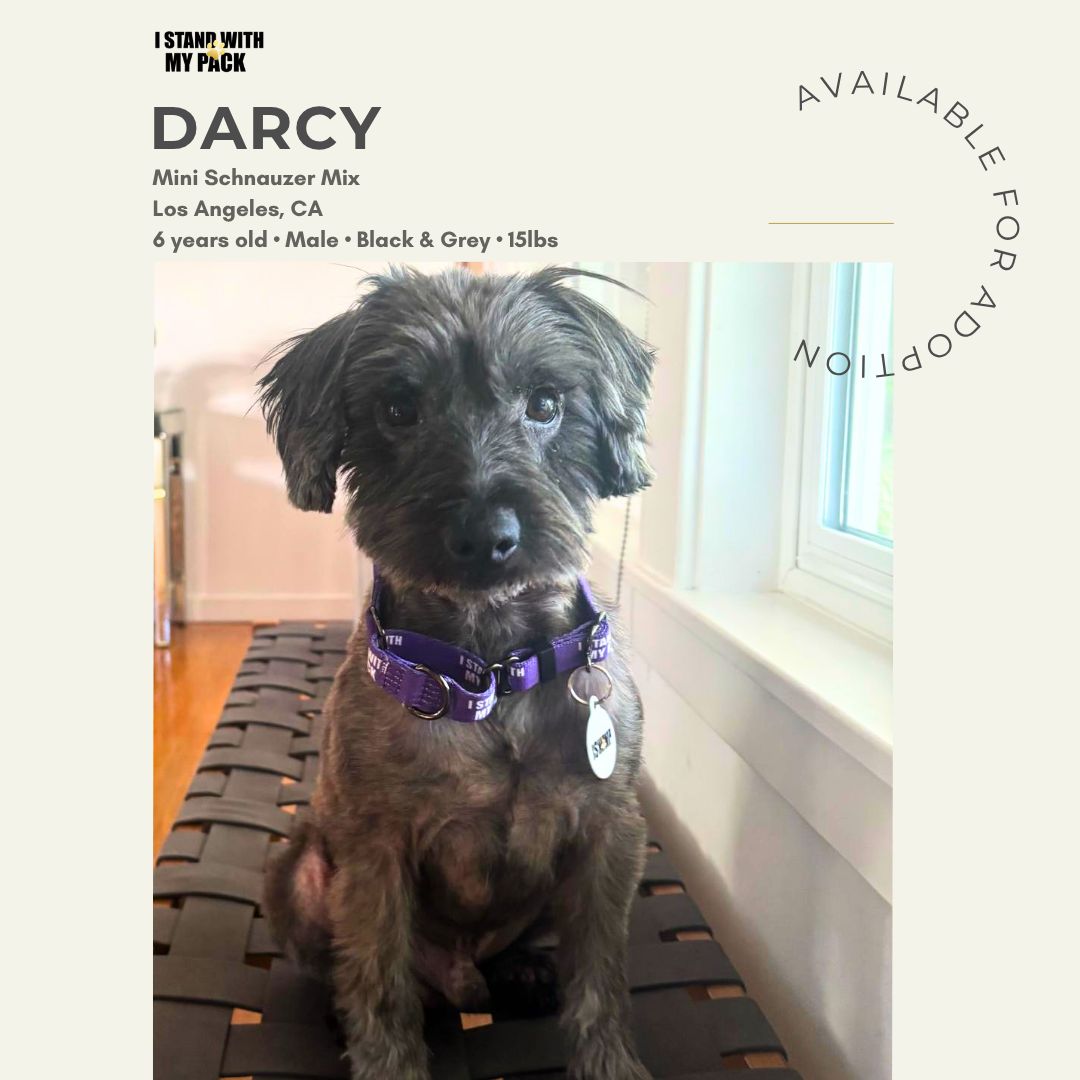 Darcy-1 Darcy-1