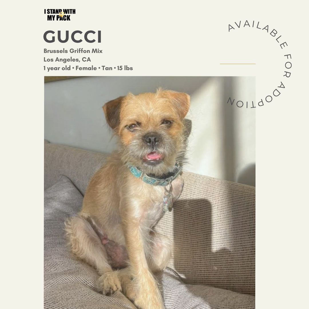 Gucci-1 Gucci-1