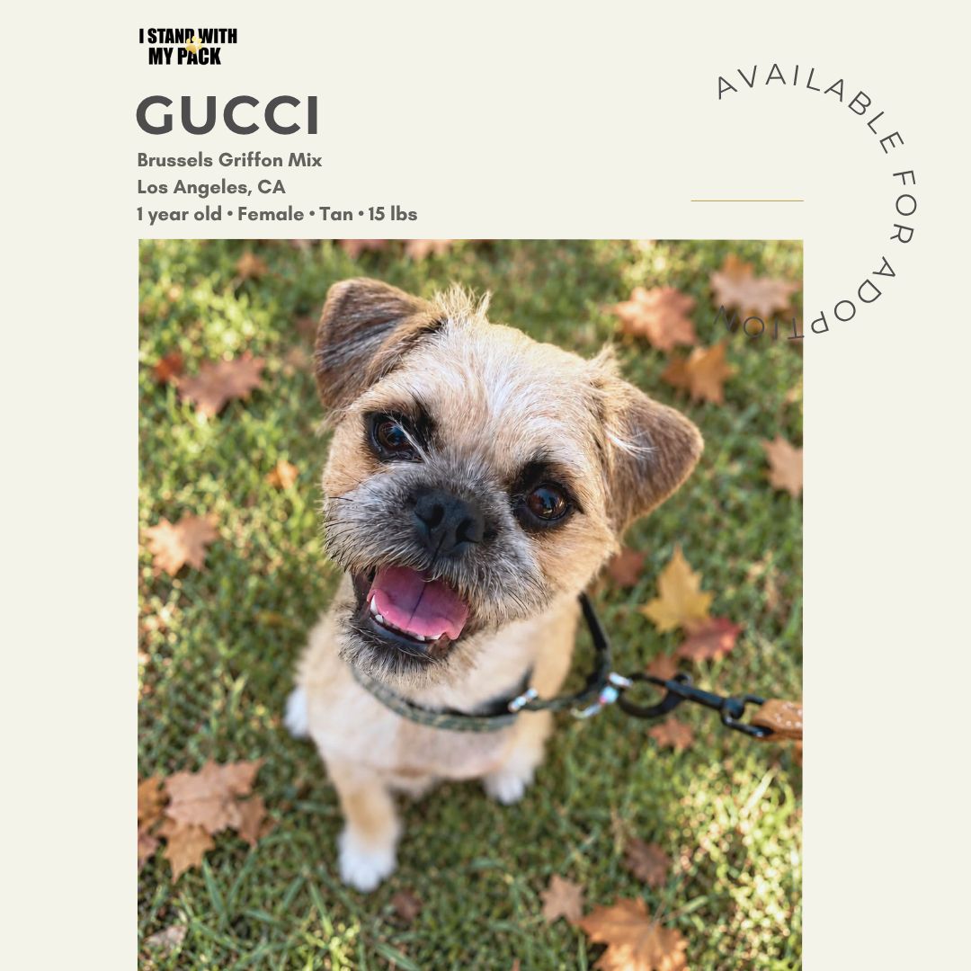 Gucci New-1 Gucci New-1