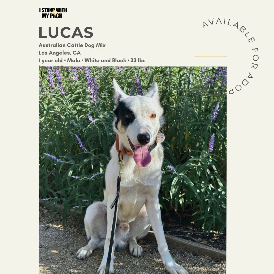 Lucas-1 Lucas-1