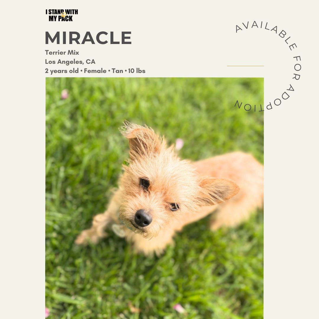 Miracle-1 Miracle-1