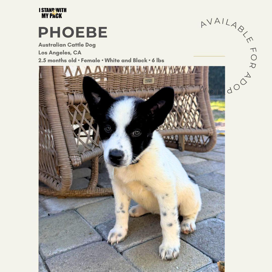 Phoebe-1 Phoebe-1