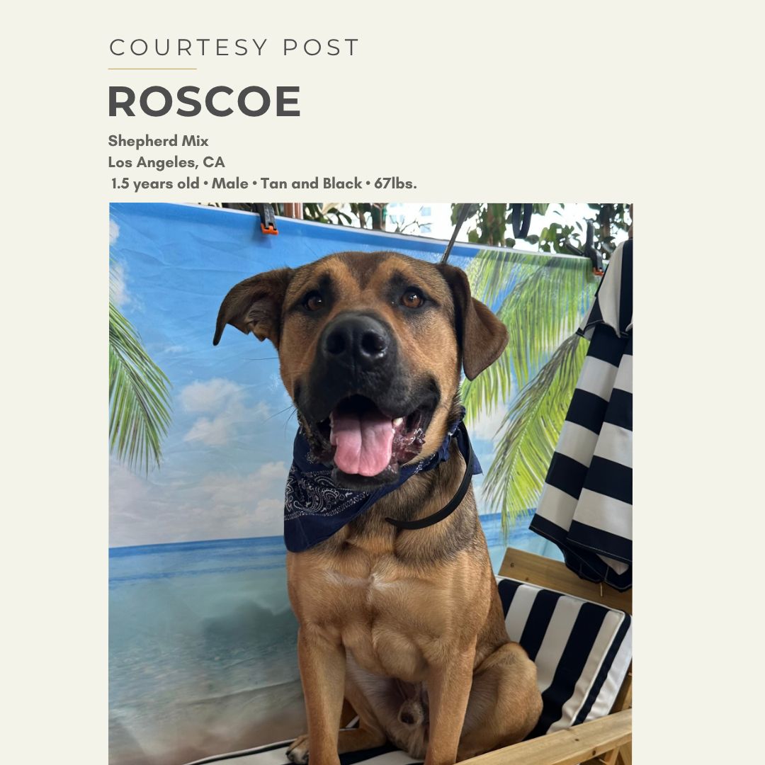 Roscoe-1 Roscoe-1