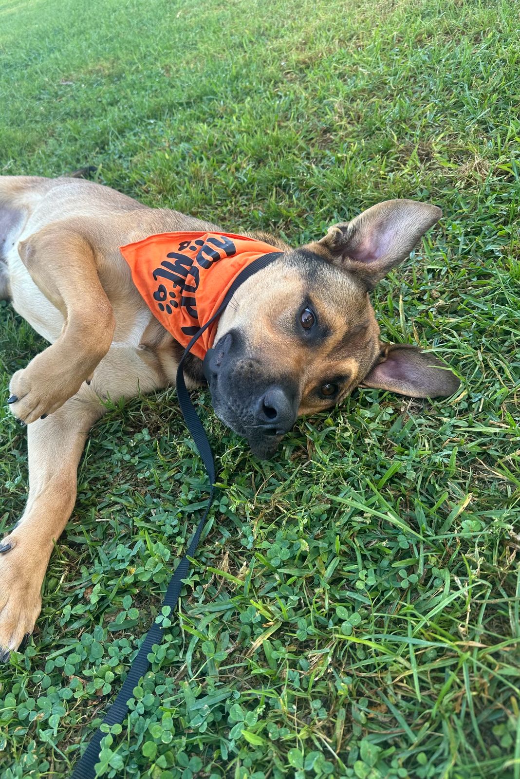 Roscoe-2 Roscoe-2