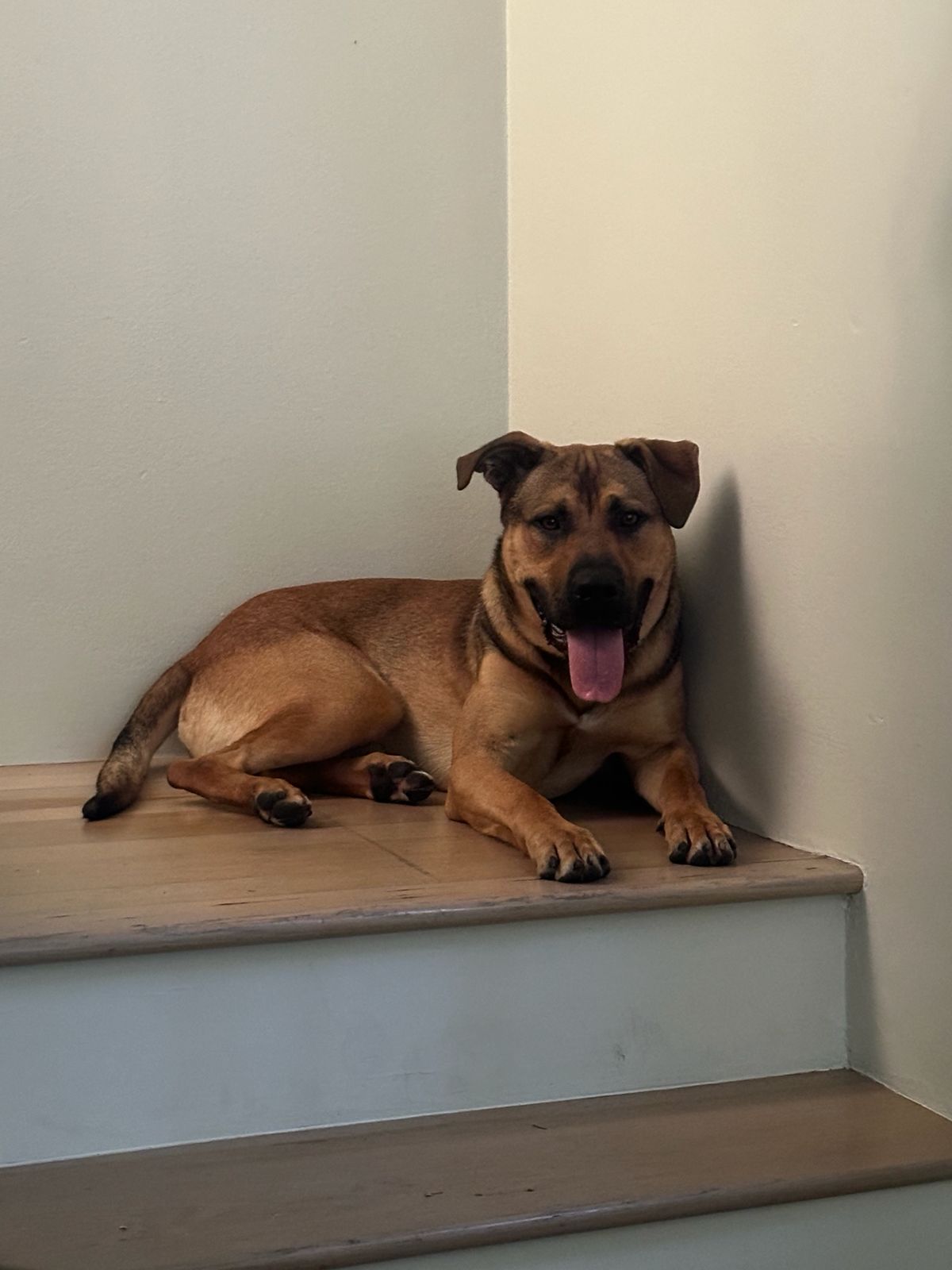 Roscoe-6 Roscoe-6