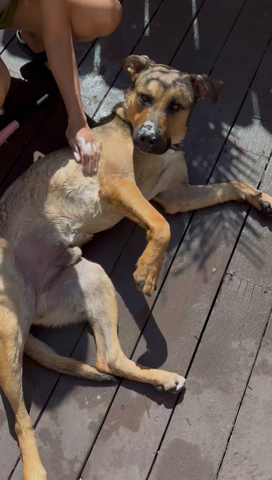 Roscoe-7 Roscoe-7